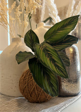 Load image into Gallery viewer, Calathea Beauty Star