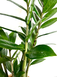 Zamioculcas, ZZ Kokedama