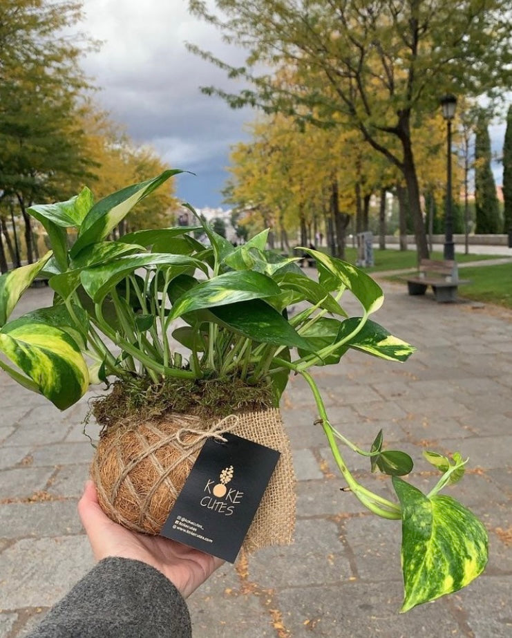 pothos kokedama Pothos Kokedama – KOKECUTES