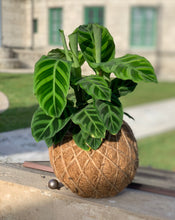 Load image into Gallery viewer, Calathea Zebrina Kokedama