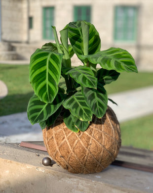 Calathea Zebrina Kokedama