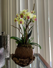 Load image into Gallery viewer, Orchids Sunshine Double Kokedama