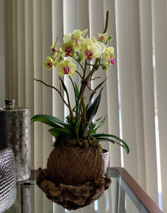 Orchids Sunshine Double Kokedama