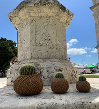 Load image into Gallery viewer, Cactus Golden Barrel Kokedama