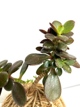 Load image into Gallery viewer, Jade Ovata / Classic Jade Kokedama