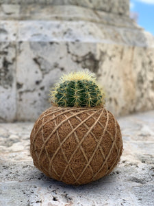 Cactus Golden Barrel Kokedama