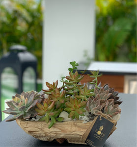 Succulent Garden in a Wood Pot Rustic