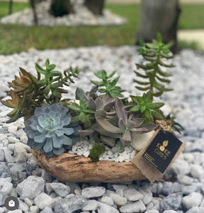 Succulent Garden in a Wood Pot Rustic