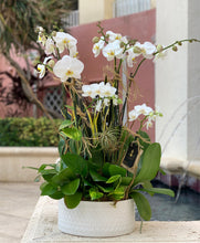 Load image into Gallery viewer, Orchids Arrangements 6