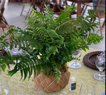 Load image into Gallery viewer, Fern Kokedama