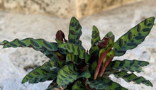 Load image into Gallery viewer, Calathea Lancifolia Kokedama