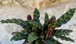 Calathea Lancifolia Kokedama