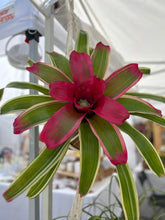 Load image into Gallery viewer, Bromeliad Neoregelia ”Autumn Rain” Kokedama