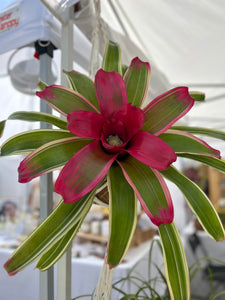 Bromeliad Neoregelia ”Autumn Rain” Kokedama