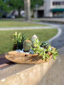 Succulent Garden in a Wood Pot Rustic