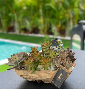 Succulent Garden in a Wood Pot Rustic