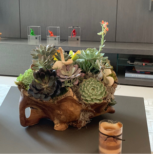 Succulent Garden in a Wood Pot