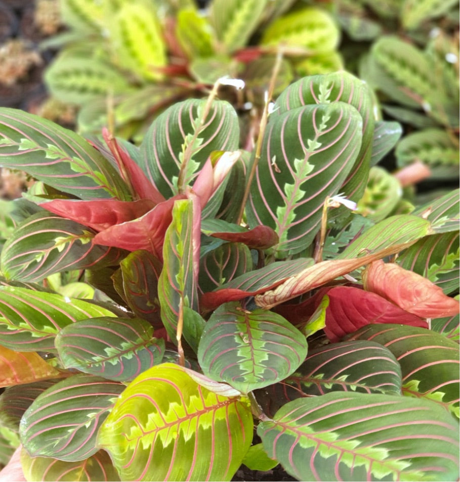 red maranta prayer plants Maranta Leuconeura / Prayer Plant – KOKECUTES