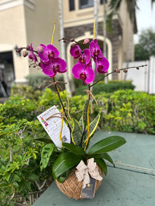 Elegant Two Orchids Kokedama