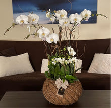 Load image into Gallery viewer, Orchids White Kokedama