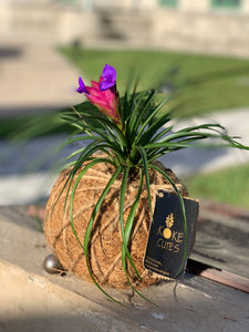 Pink Quill, Tillandsia cyanea Kokedama - Pink Quill plant.