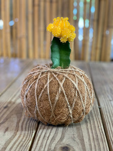 Moon Cactus Kokedama