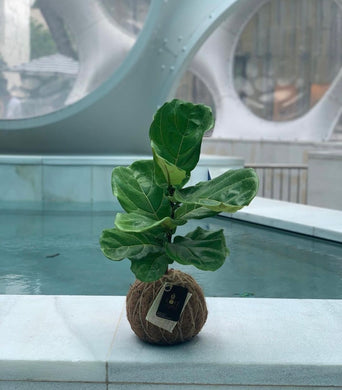 Fiddle Leaf Fig Kokedama / Ficus Lyrata