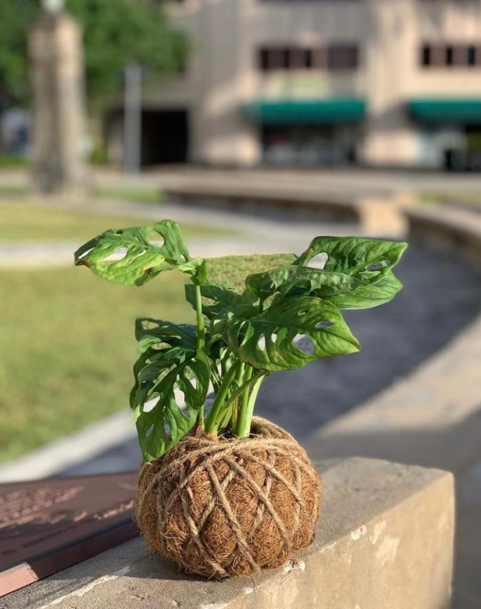 monstera adansonii kokedama Swiss Chesse Kokedama – KOKECUTES