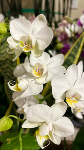 Small Phalaenopsis Orchid Kokedama