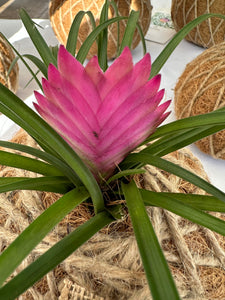 Pink Quill, Tillandsia cyanea Kokedama - Pink Quill plant.