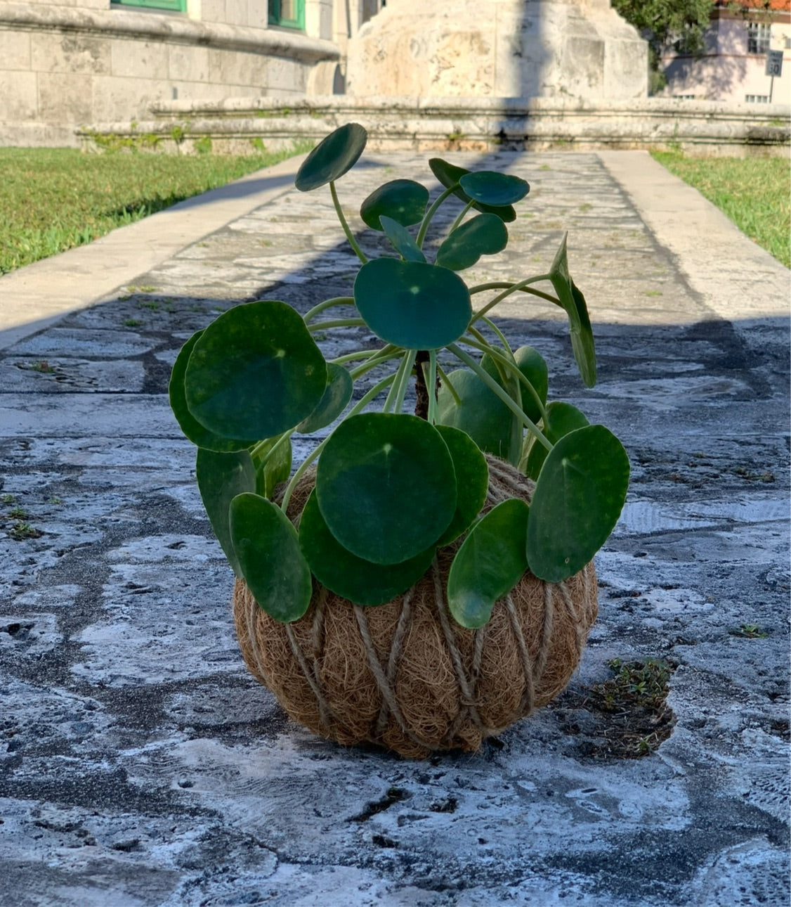 pilea peperomioides chinese money plant Pilea Chinese money plant Kokedama – KOKECUTES