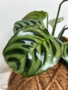 Calathea Burle Marxii ‘Fishbone Prayer’