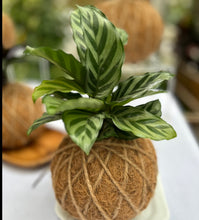 Load image into Gallery viewer, Calathea Concinna Freddie Kokedama