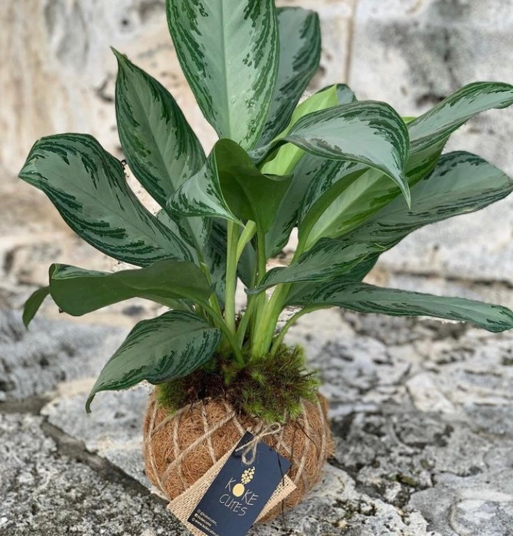 Aglaonema Chinese Evergreen Kokedama  KOKECUTES