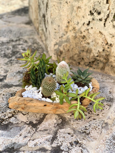 Succulent Garden in a Wood Pot Rustic