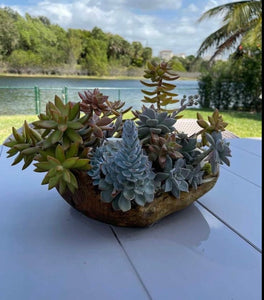 Succulent Garden in a Wood Pot Rustic