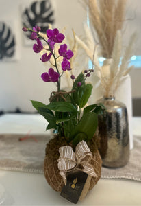 Small Phalaenopsis Orchid Kokedama