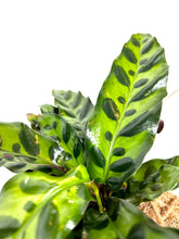 Load image into Gallery viewer, Calathea Lancifolia Kokedama