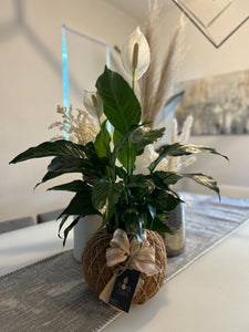 Peace Lily Plant Kokedama Spathiphyllum