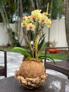 Orchids Sunshine Double Kokedama