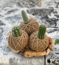 Load image into Gallery viewer, Cactus Plant Kokedama