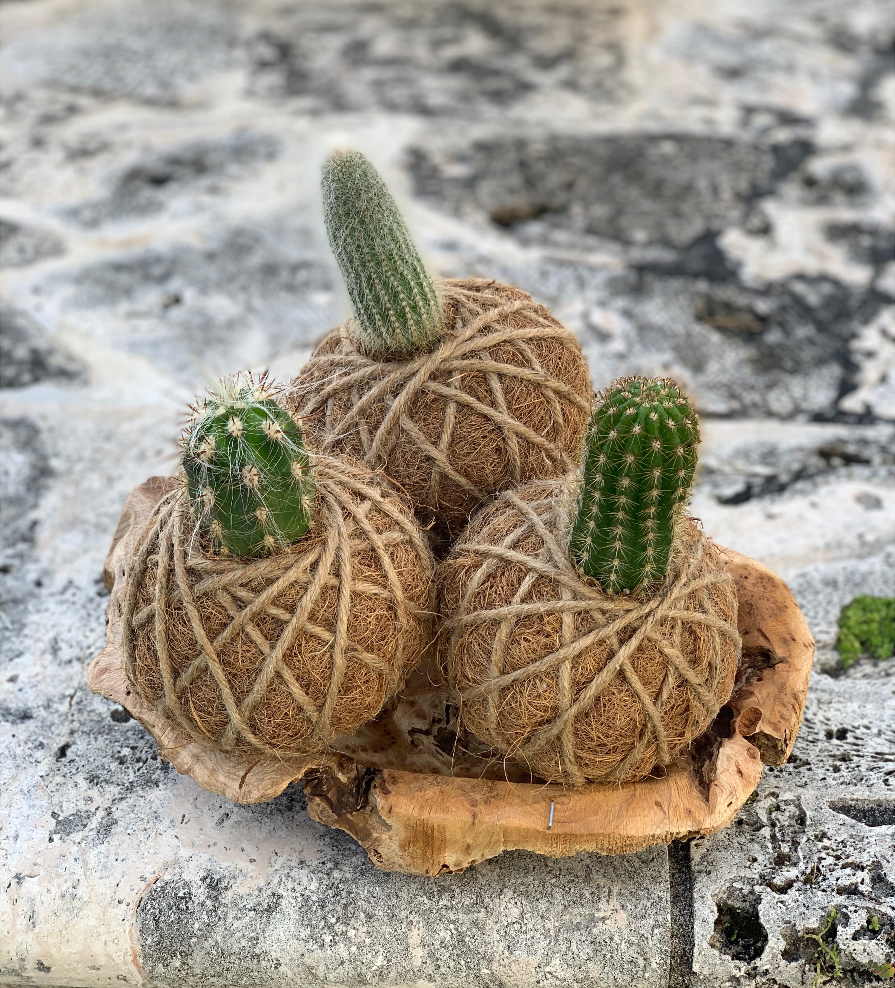 succulent kokedama Cactus Plant Kokedama – KOKECUTES