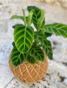 Calathea Zebrina Kokedama