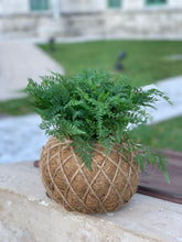 Load image into Gallery viewer, Rabbit Foot Fern Kokedama