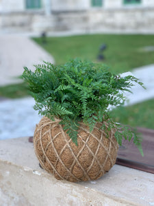 Rabbit Foot Fern Kokedama