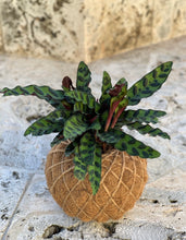 Load image into Gallery viewer, Calathea Lancifolia Kokedama