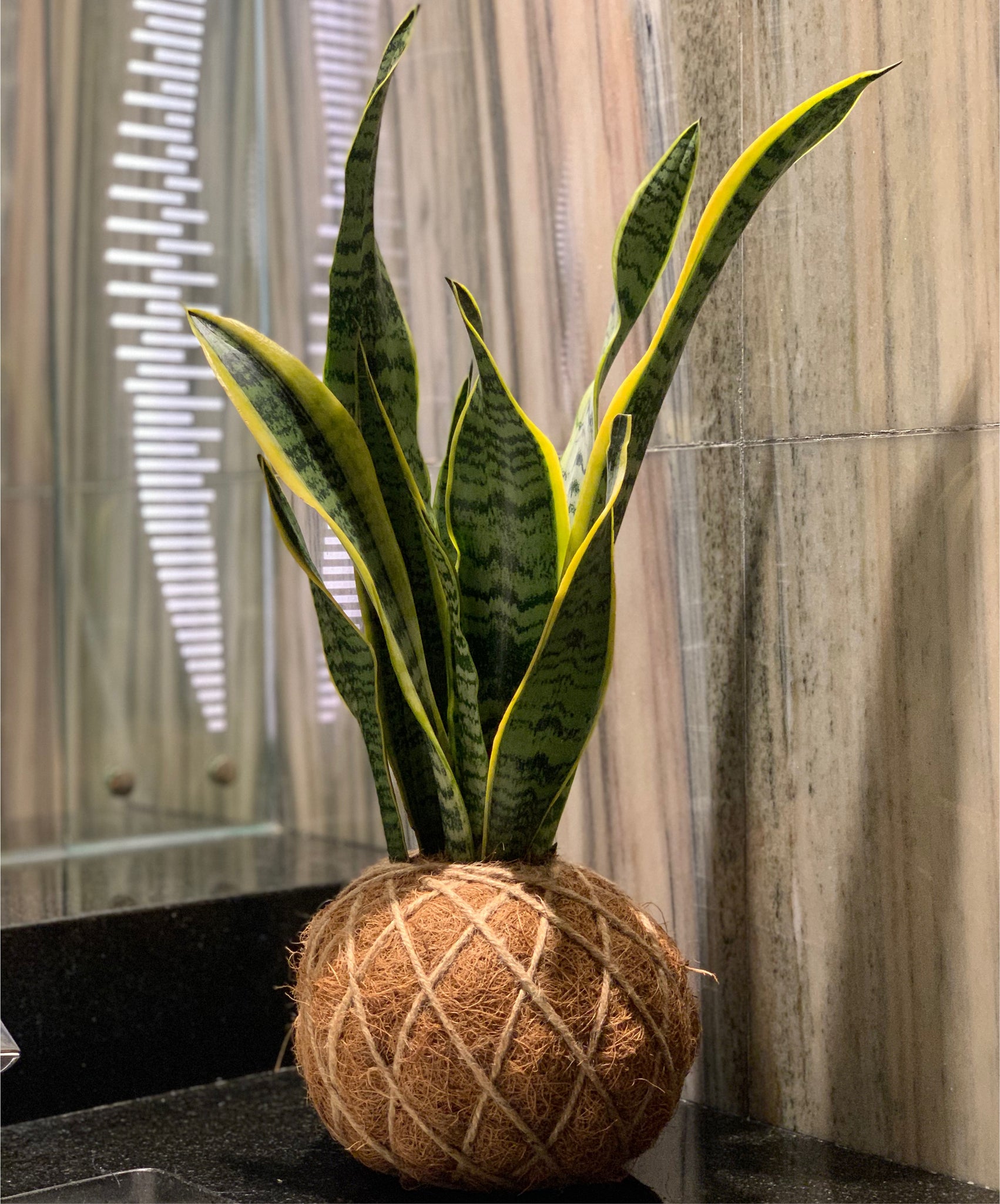 kokedama sansevieria Snake Plant or Mother-in-Law's Tongue Kokedama – KOKECUTES