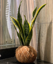 Load image into Gallery viewer, Snake Plant or Mother-in-Law&#39;s Tongue Kokedama