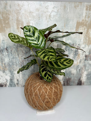 Calathea Makoyana or Peacock Kokedama