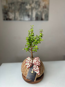 Jade Plant Gift